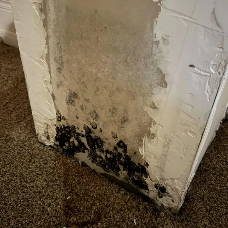 Professional Mold Removal in Tallahassee, FL